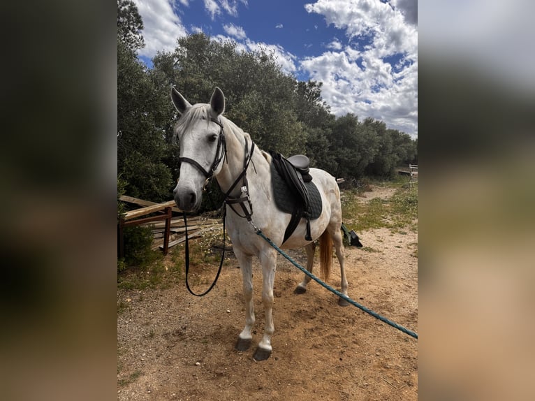 Lusitano Stallone 14 Anni 160 cm Grigio in Fitou