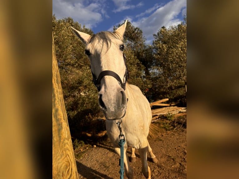 Lusitano Stallone 14 Anni 160 cm Grigio in Fitou