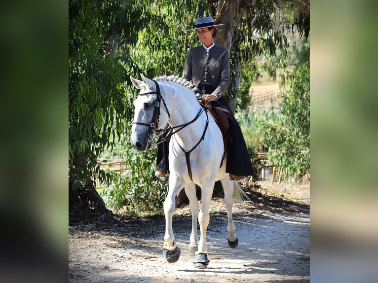 Lusitano Stallone 14 Anni 167 cm Grigio in Ribamar
