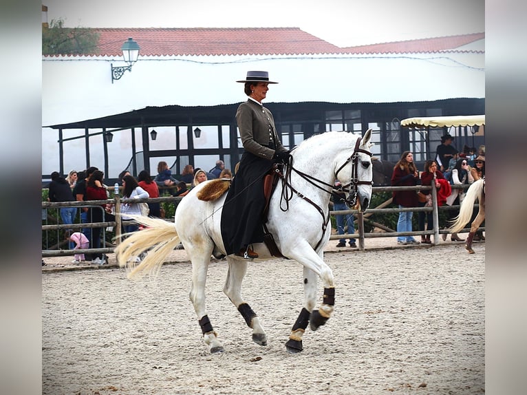 Lusitano Stallone 14 Anni 167 cm Grigio in Ribamar
