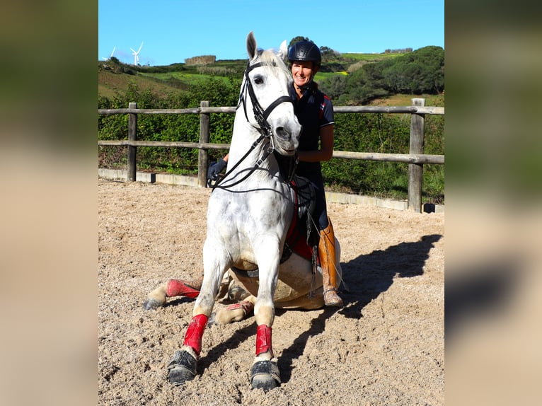 Lusitano Stallone 14 Anni 167 cm Grigio in Ribamar