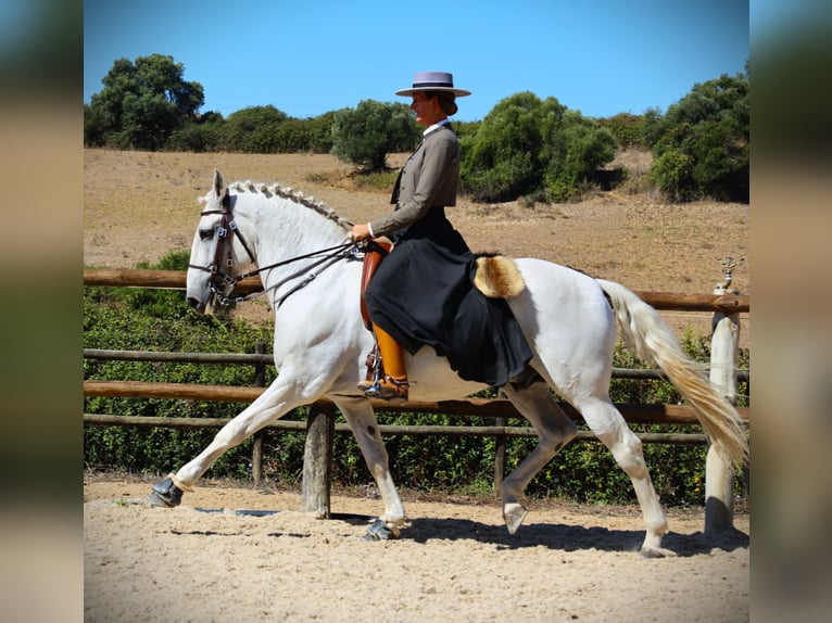 Lusitano Stallone 14 Anni 167 cm Grigio in Ribamar