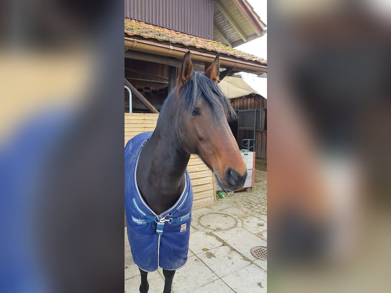 Lusitano Stallone 15 Anni 156 cm Baio scuro in Bermatingen