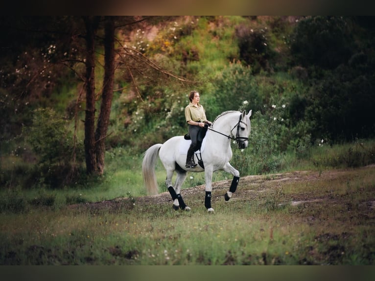 Lusitano Stallone 15 Anni 163 cm Bianco in Coruche