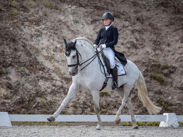 Lusitano Stallone 16 Anni 161 cm Grigio in Rio Maior