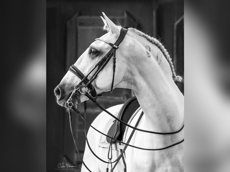 Lusitano Stallone 16 Anni 161 cm Grigio in Rio Maior