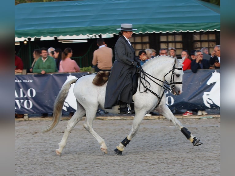 Lusitano Stallone 19 Anni 160 cm Grigio in Ribamar