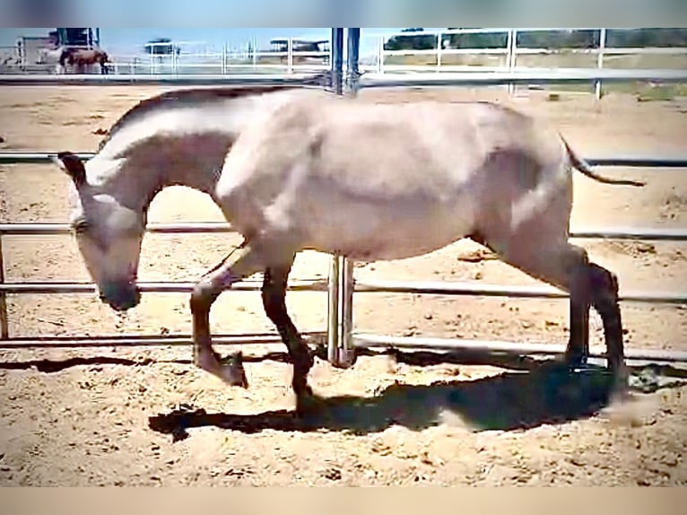 Lusitano Stallone 1 Anno 145 cm Grigio in Huelva