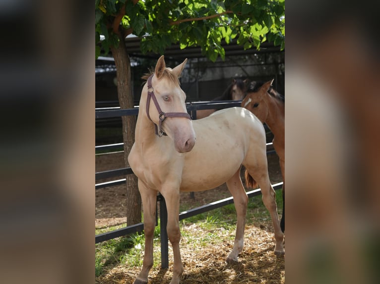 Lusitano Mix Stallone 1 Anno 147 cm Perlino in Rafelguaraf