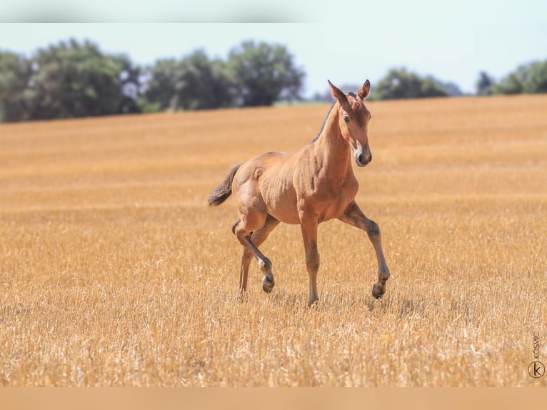 Lusitano Stallone 1 Anno 160 cm Baio in Antras