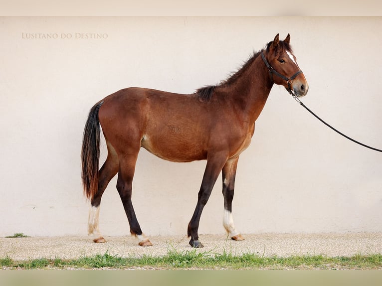 Lusitano Mix Stallone 1 Anno 160 cm Baio in Générac