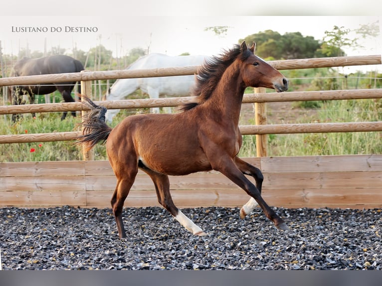 Lusitano Mix Stallone 1 Anno 160 cm Baio in Générac