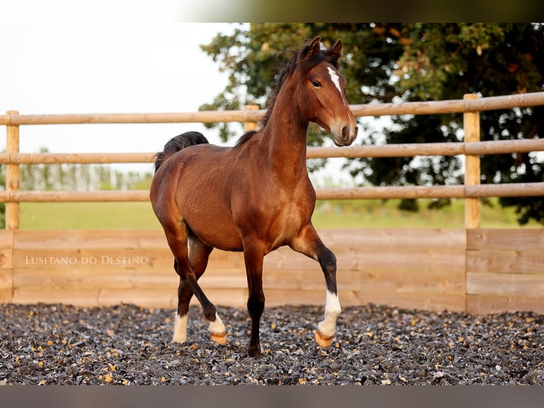 Lusitano Mix Stallone 1 Anno 160 cm Baio in Générac