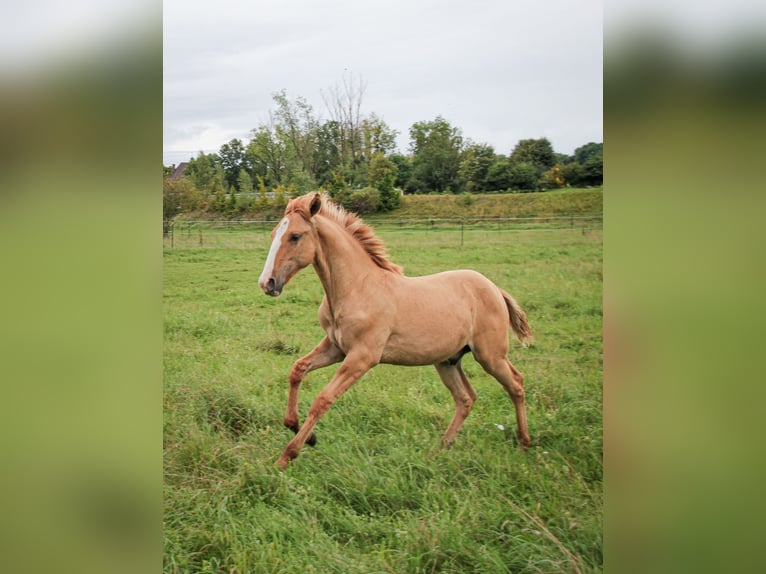 Lusitano Stallone 1 Anno 160 cm Red dun in Fuchstal