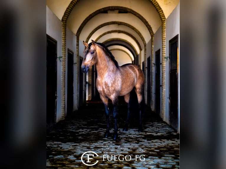 Lusitano Stallone 1 Anno 161 cm Pelle di daino in Herborn