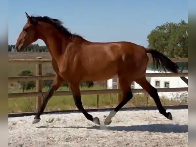 Lusitano Stallone 1 Anno 163 cm Baio in Las Piñas