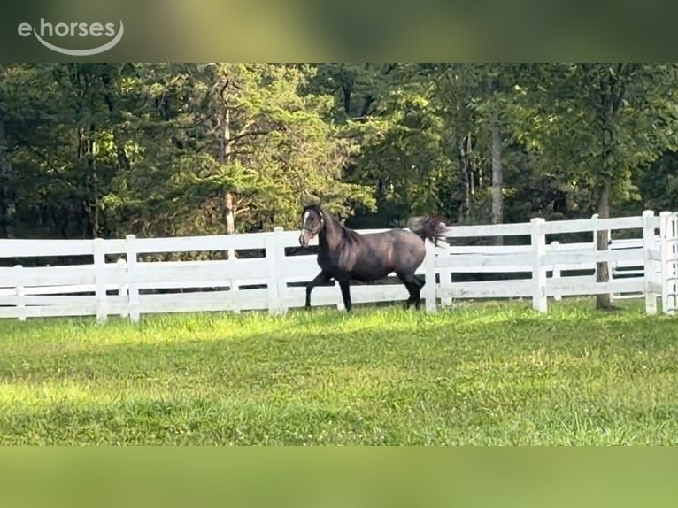 Lusitano Stallone 1 Anno 163 cm Grigio in Stockton, NJ