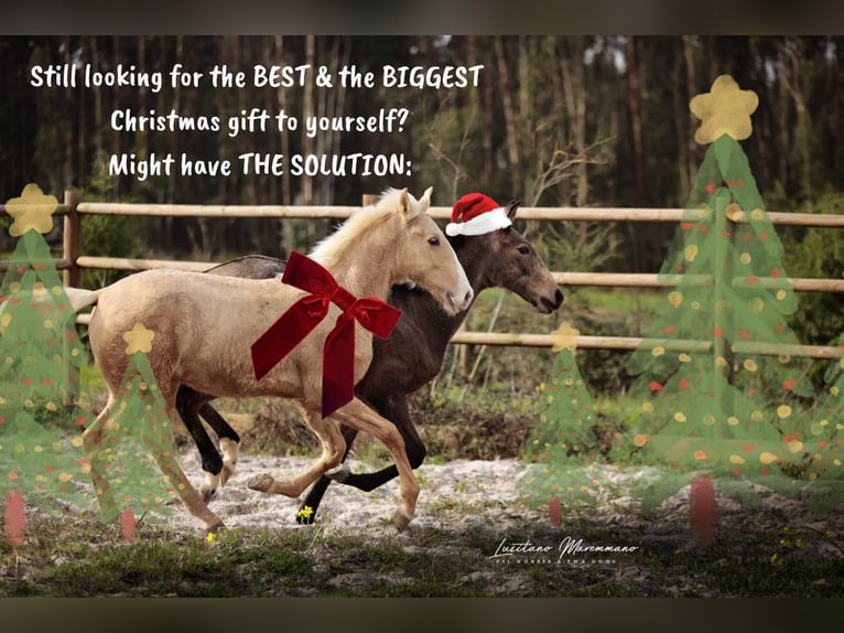 Lusitano Stallone 1 Anno 164 cm Palomino in RIO MAIOR