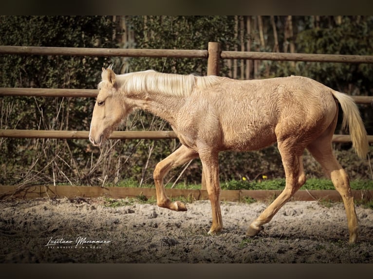 Lusitano Stallone 1 Anno 164 cm Palomino in RIO MAIOR