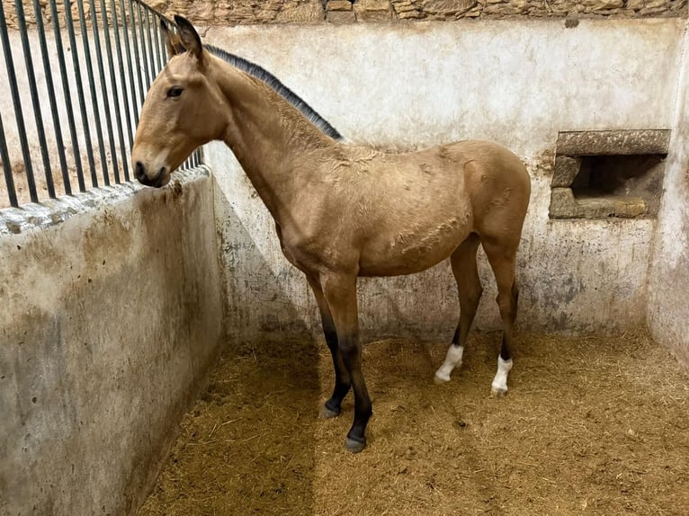 Lusitano Stallone 1 Anno 164 cm Pelle di daino in Trofa