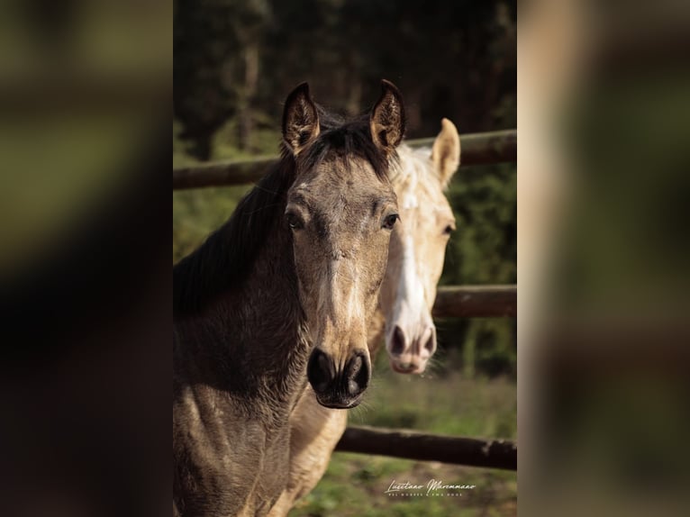 Lusitano Stallone 1 Anno 164 cm Pelle di daino in RIO MAIOR
