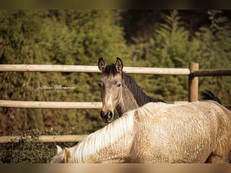 Lusitano Stallone 1 Anno 164 cm Pelle di daino in RIO MAIOR