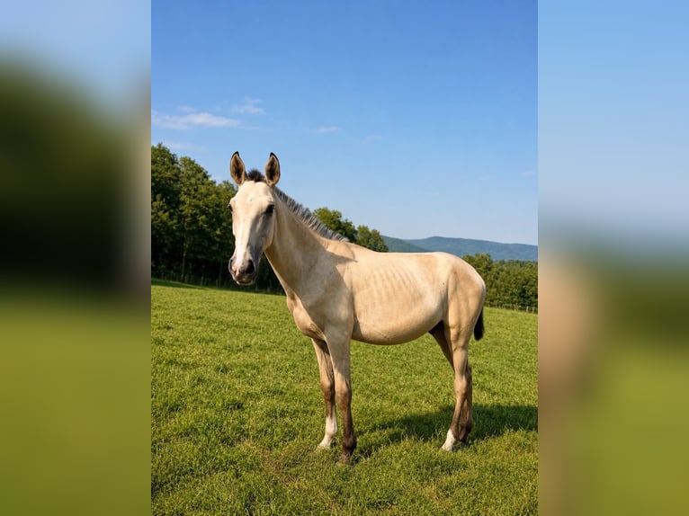 Lusitano Stallone 1 Anno 164 cm Pelle di daino in Herborn