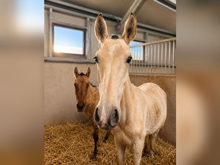 Lusitano Stallone 1 Anno 164 cm Pelle di daino in Herborn