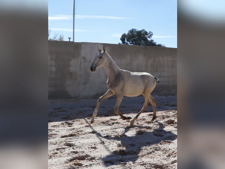 Lusitano Stallone 1 Anno 164 cm Pelle di daino in Torres Vedras