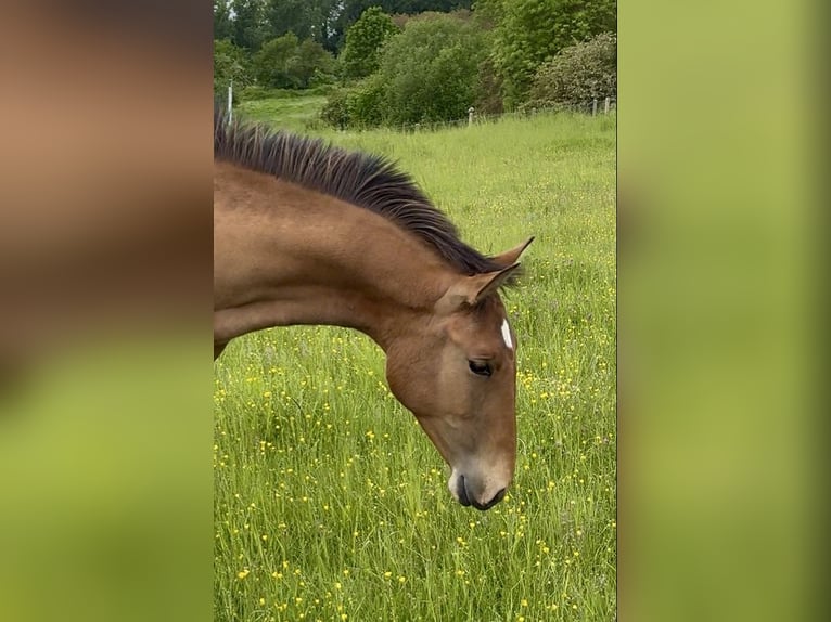 Lusitano Stallone 1 Anno 165 cm Baio chiaro in Latinne