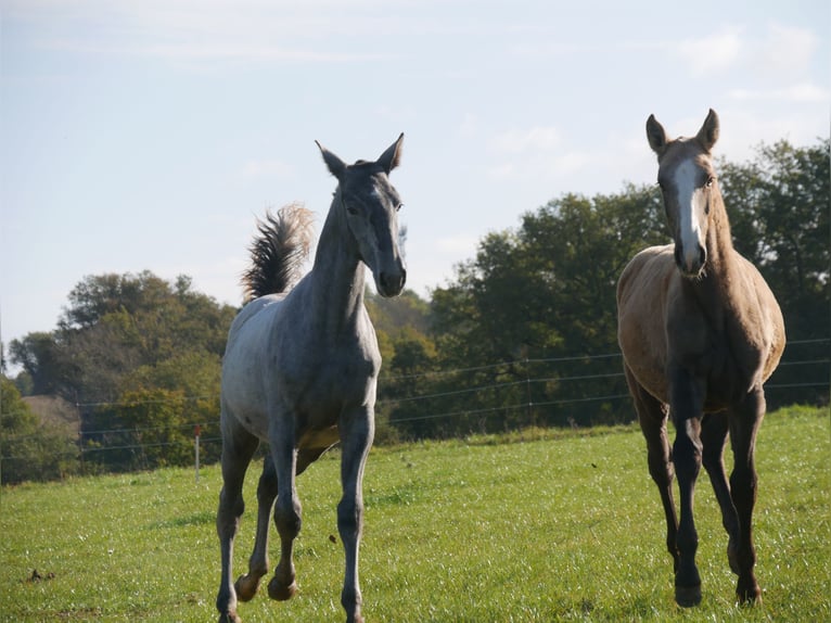 Lusitano Stallone 1 Anno 165 cm Grigio in samatan