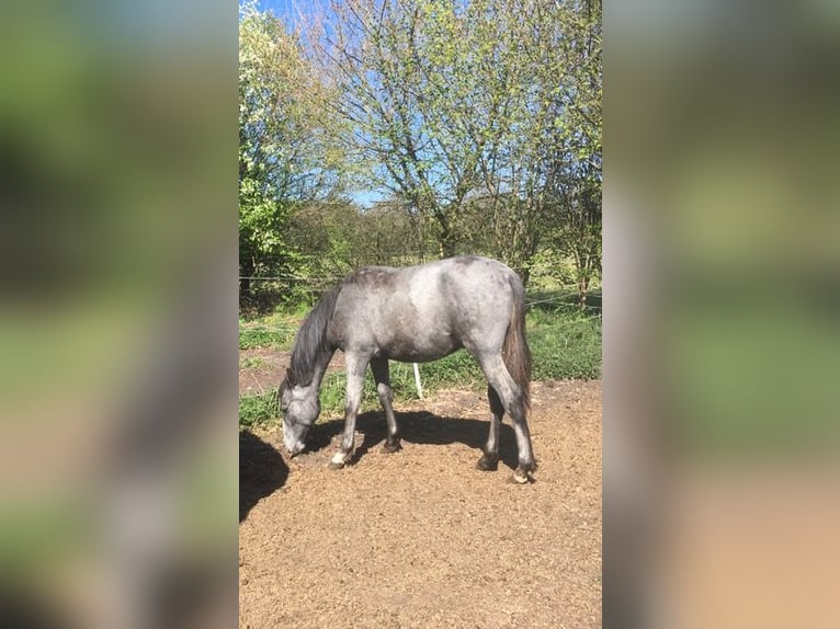 Lusitano Stallone 1 Anno 165 cm Grigio pezzato in Großvollstedt