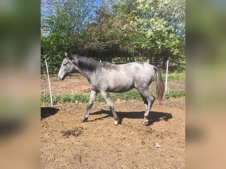 Lusitano Stallone 1 Anno 165 cm Grigio pezzato in Großvollstedt