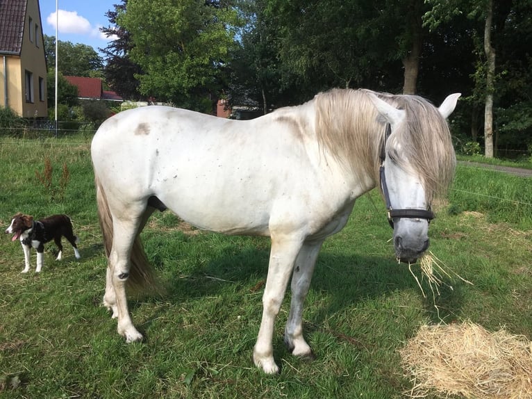 Lusitano Stallone 1 Anno 165 cm Grigio pezzato in Großvollstedt