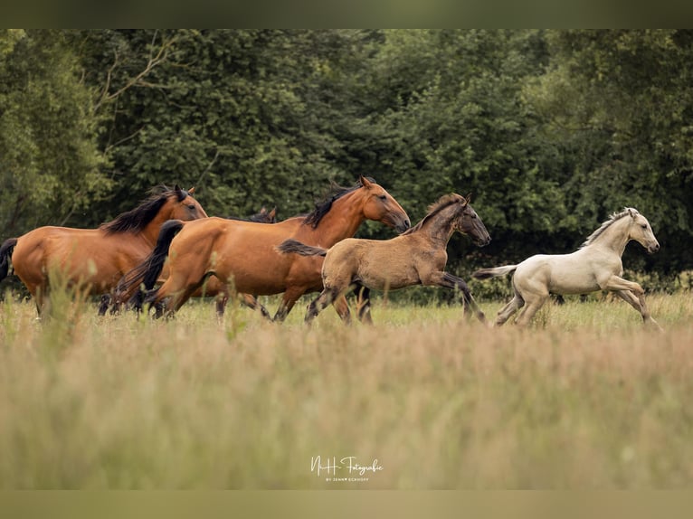 Lusitano Stallone 1 Anno 165 cm Morello in Lefitz