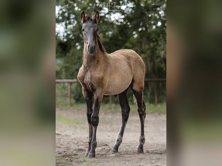 Lusitano Stallone 1 Anno 165 cm Morello in Lefitz