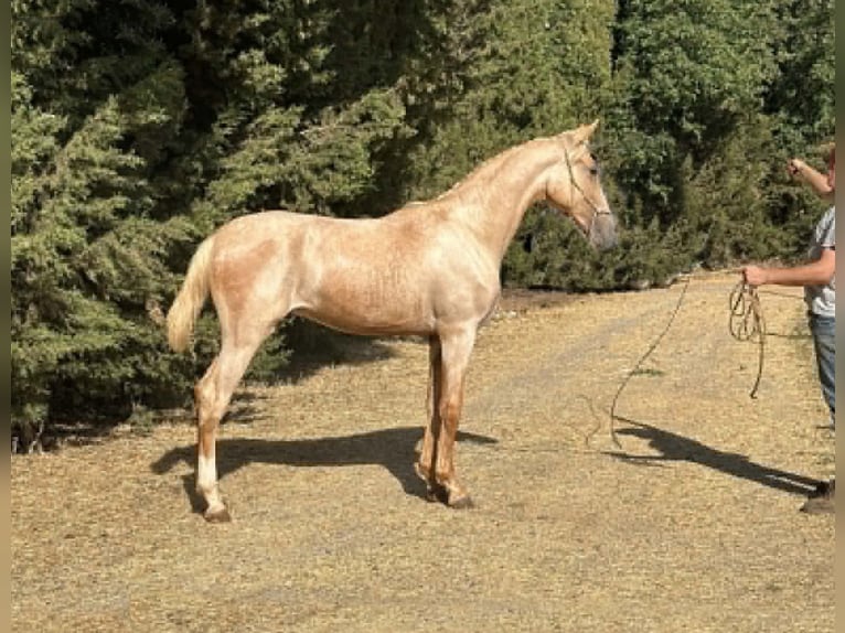 Lusitano Stallone 1 Anno 167 cm Palomino in Galaroza (Huelva)