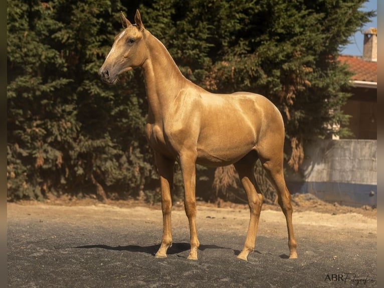 Lusitano Mix Stallone 1 Anno 168 cm Palomino in Nogueira da Regedoura