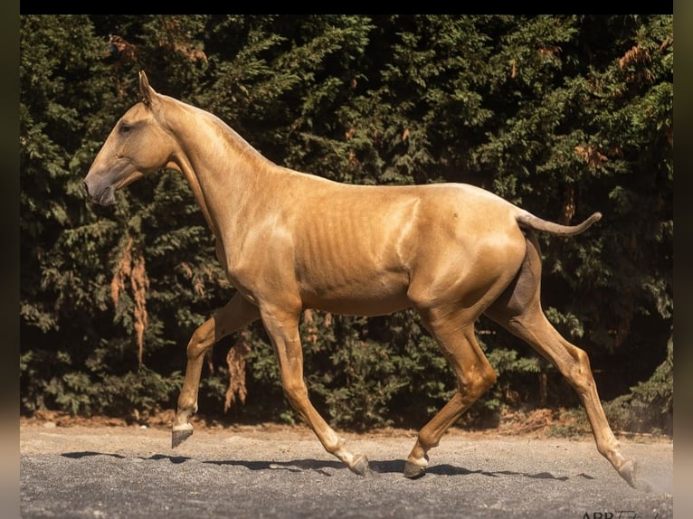 Lusitano Mix Stallone 1 Anno 168 cm Palomino in Nogueira da Regedoura