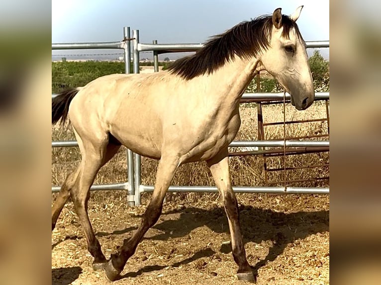 Lusitano Stallone 1 Anno 170 cm Falbo in Bienvenida