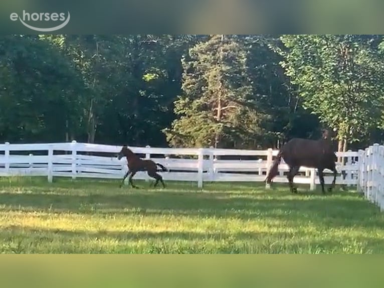 Lusitano Stallone 1 Anno 173 cm Baio ciliegia in Stockton, NJ