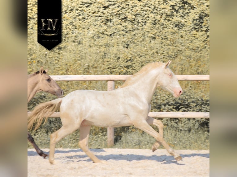 Lusitano Stallone 1 Anno Cremello in Marly-sous-Issy
