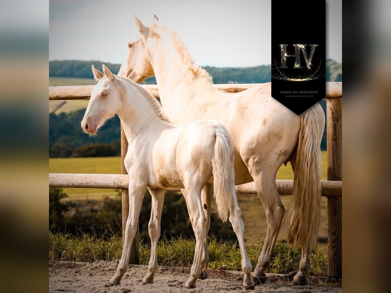 Lusitano Stallone 1 Anno Cremello in Marly-sous-Issy