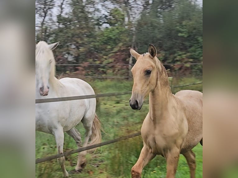 Lusitano Stallone 1 Anno Falbo in Ploéven