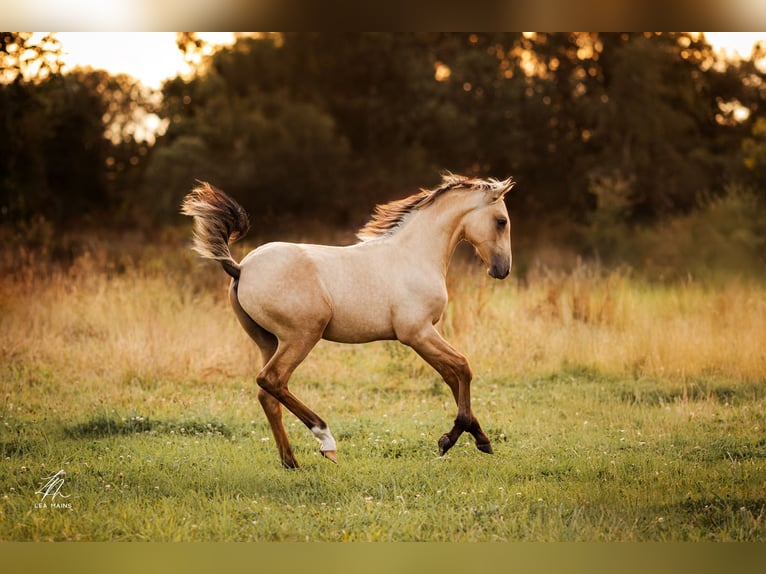 Lusitano Stallone 1 Anno Falbo in Ploéven