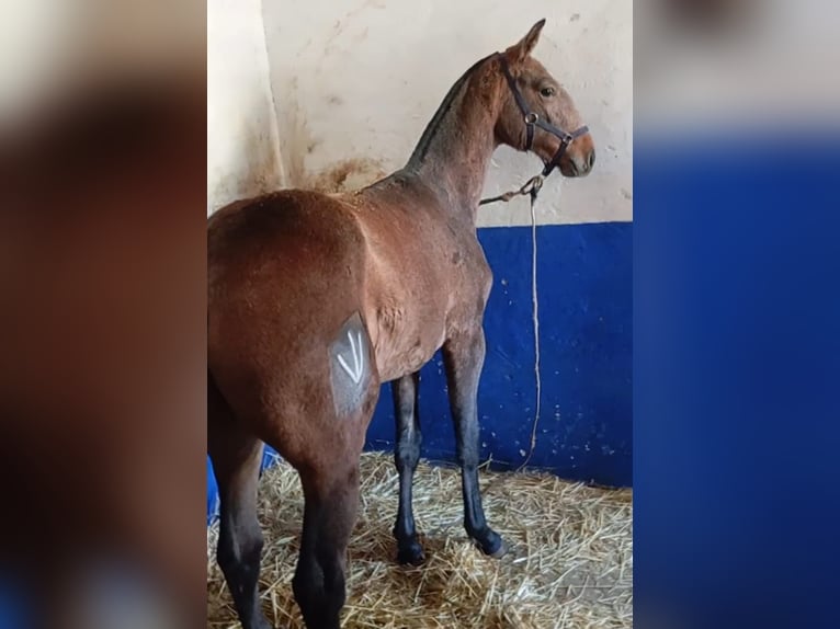 Lusitano Stallone 1 Anno Grigio in Las Piñas