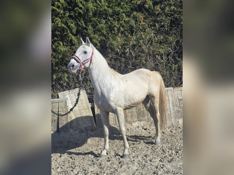 Lusitano Stallone 23 Anni 160 cm Grigio in Joiselle