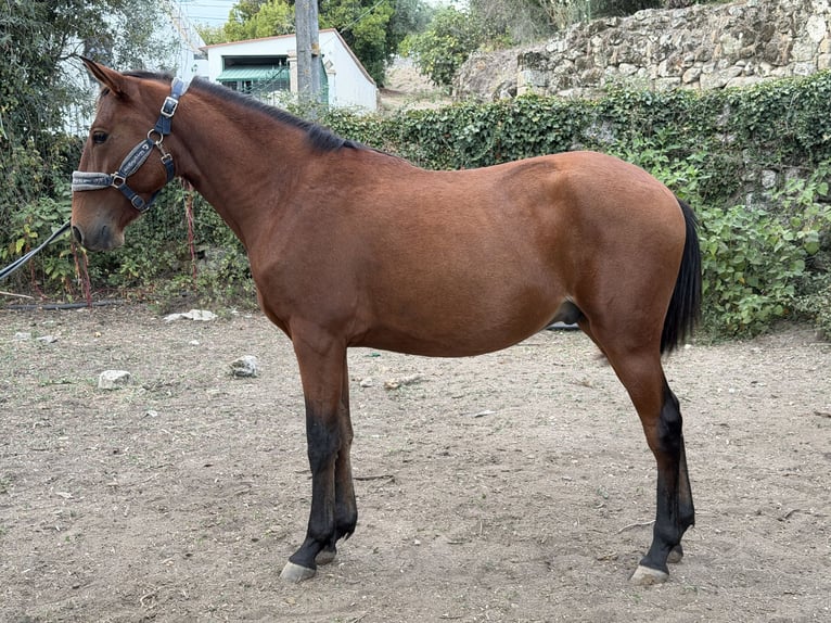 Lusitano Stallone 2 Anni 146 cm Baio ciliegia in Cabanas de Viriato