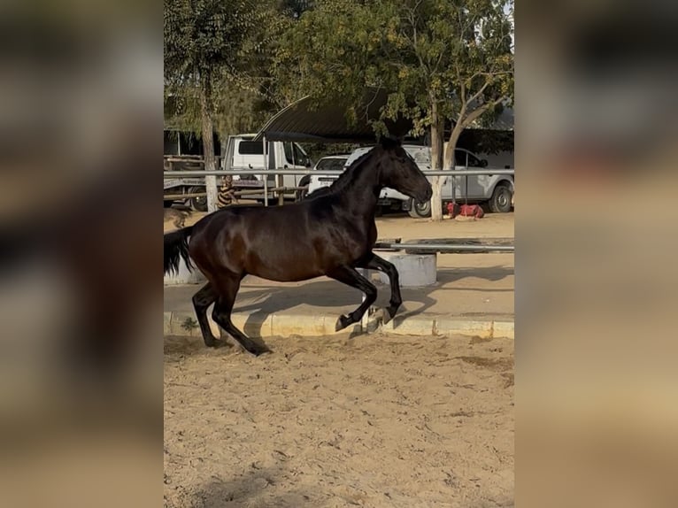 Lusitano Stallone 2 Anni 150 cm Baio in CarmonaCarmona