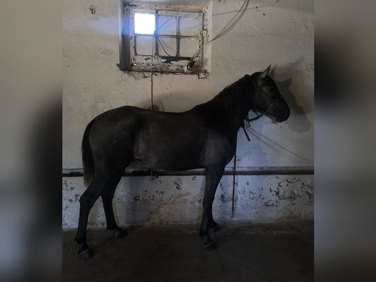Lusitano Stallone 2 Anni 154 cm Grigio in Castelo branco